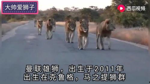 雄狮3 电影在线观看,王者归来——在线观影,见证传奇荣耀 第1张 雄狮3 电影在线观看,王者归来——在线观影,见证传奇荣耀 第1张